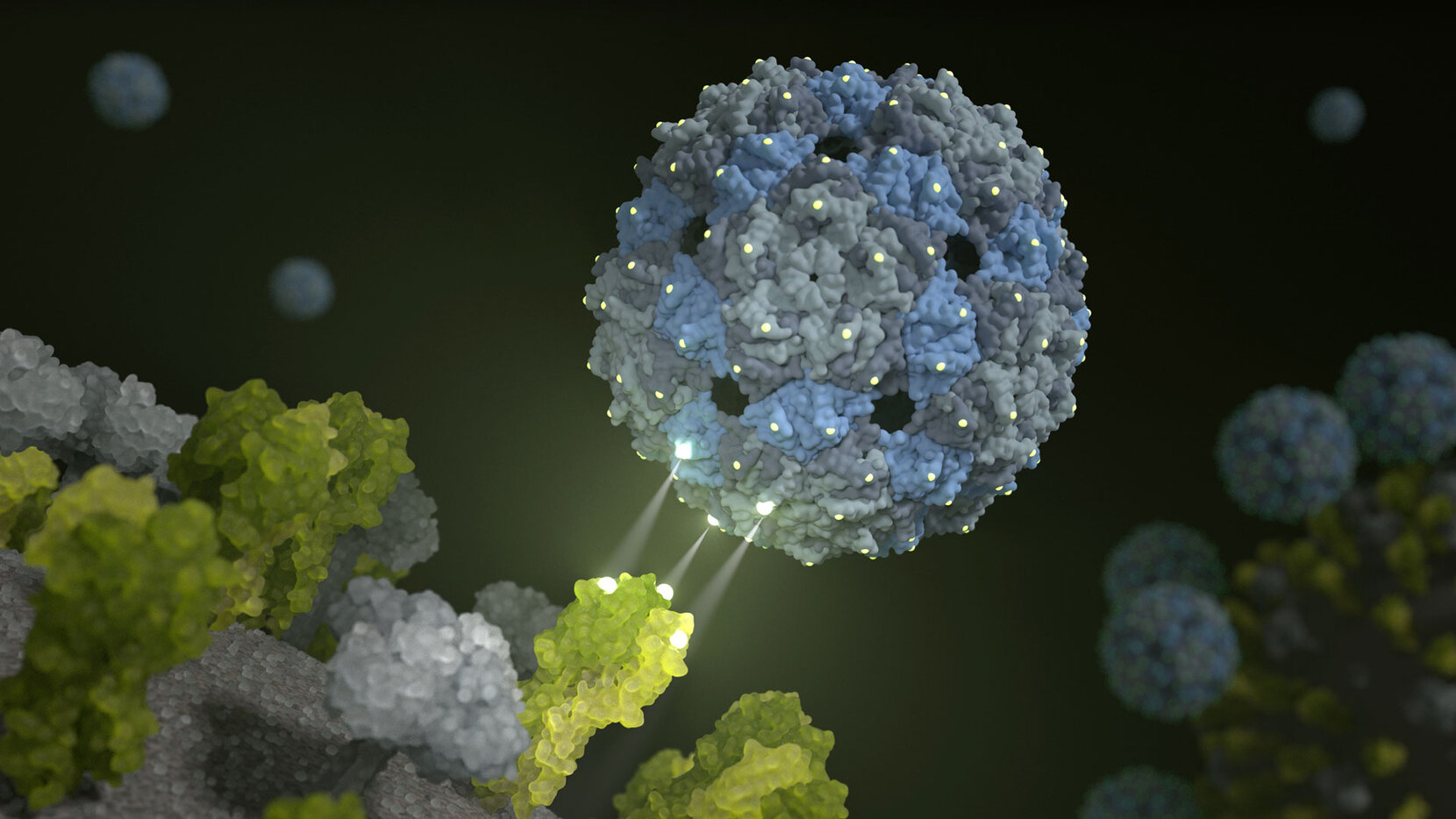 Phagenhülle dockt an das Influenza-Virus an.