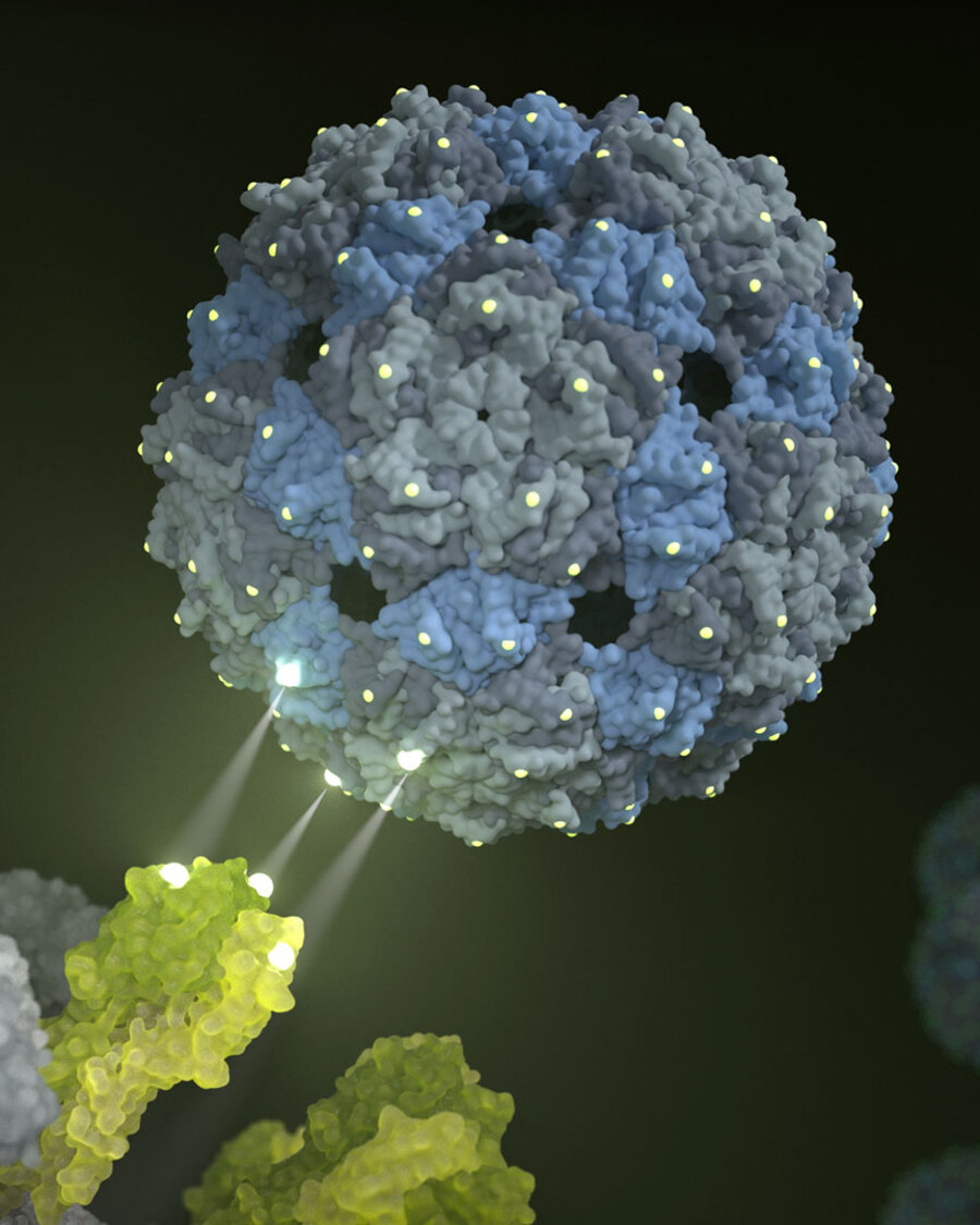 Phagenhülle dockt an das Influenza-Virus an.
