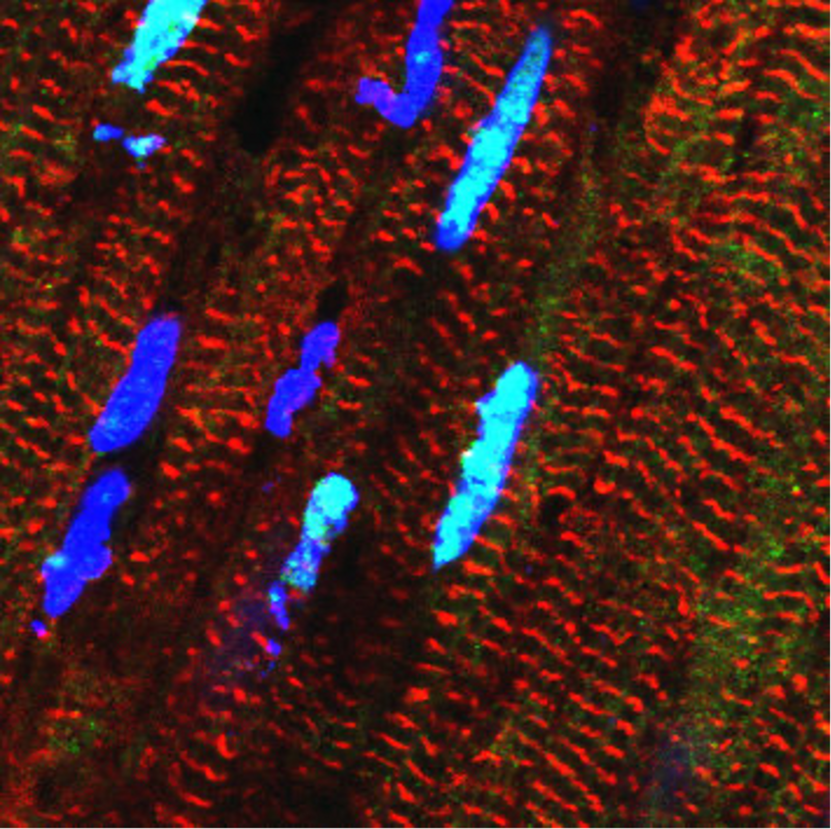 © Michael Radke, Max Delbrück Center