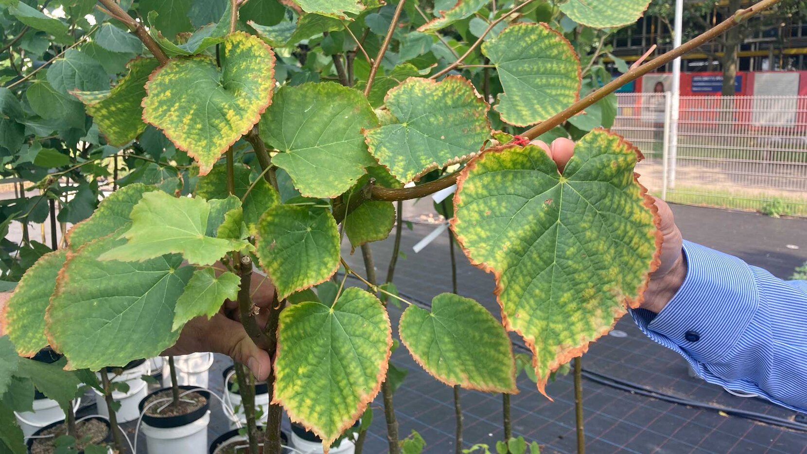 Chlorose-Erscheinungen an Lindenblättern, BHT, Brain City Berlin
