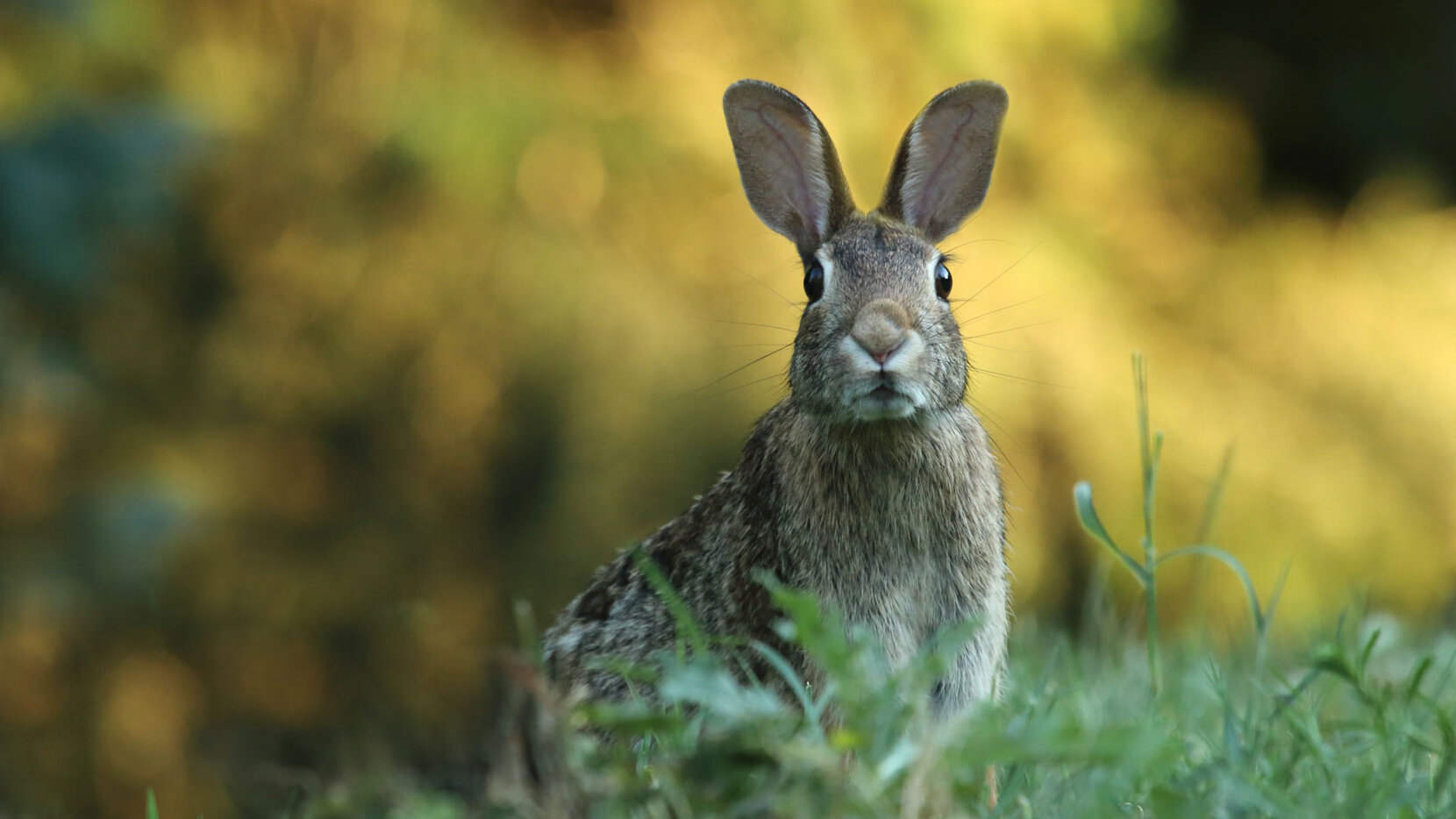 Hase aus Wiese, Brain City Berlin