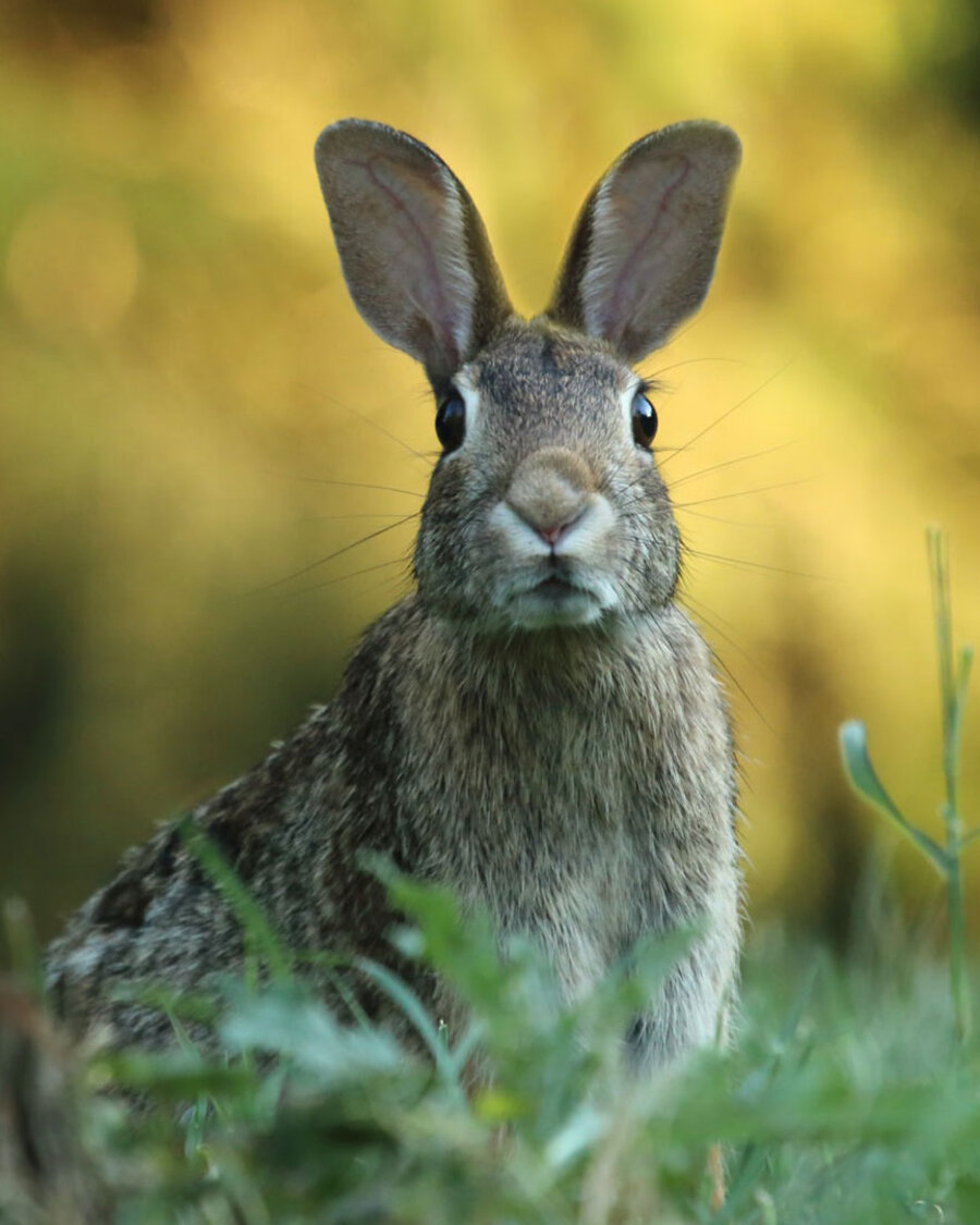 Hase aus Wiese, Brain City Berlin